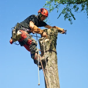 Service d'abattage d'arbres professionnel en Saône-et-Loire