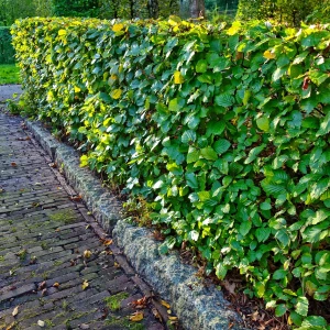 Conception de jardins zen pour un espace vert apaisant